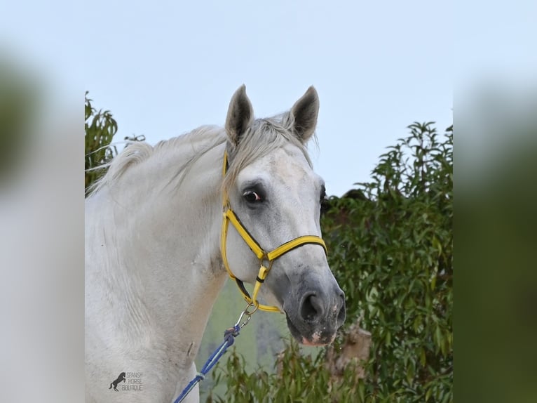 PRE Mix Hengst 3 Jaar 162 cm Schimmel in Menorca