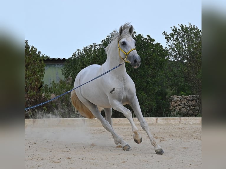 PRE Mix Hengst 3 Jaar 162 cm Schimmel in Menorca