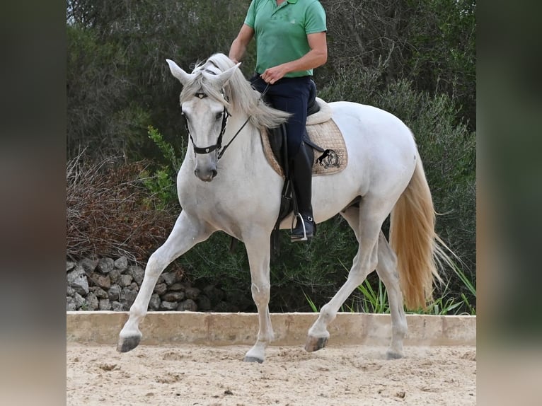 PRE Mix Hengst 3 Jaar 162 cm Schimmel in Menorca