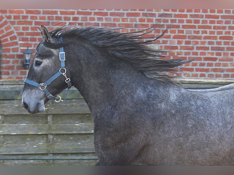PRE Hengst 3 Jaar 162 cm Schimmel in Wremen