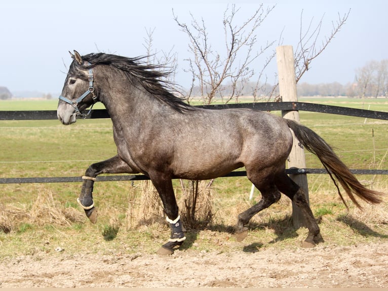 PRE Hengst 3 Jaar 162 cm Schimmel in Wremen