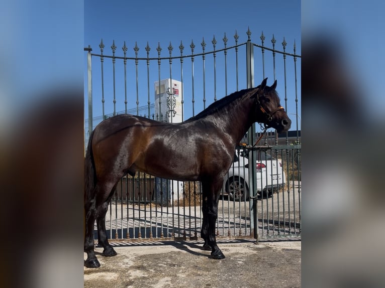 PRE Mix Hengst 3 Jaar 162 cm Vos in M&#xE1;laga