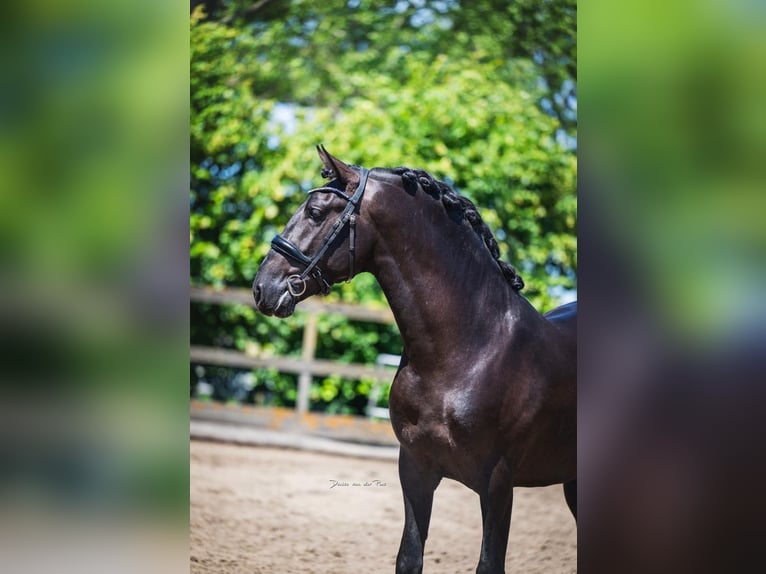 PRE Mix Hengst 3 Jaar 162 cm Zwart in Grebenhain
