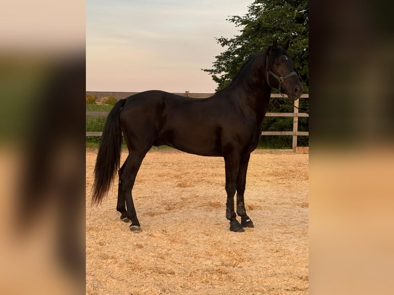 PRE Hengst 3 Jaar 162 cm Zwart in Markt Taschendorf