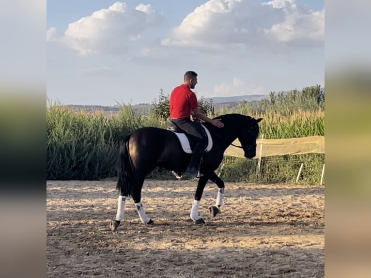 PRE Mix Hengst 3 Jaar 162 cm Zwartbruin in Bobadilla-Estación, Malaga
