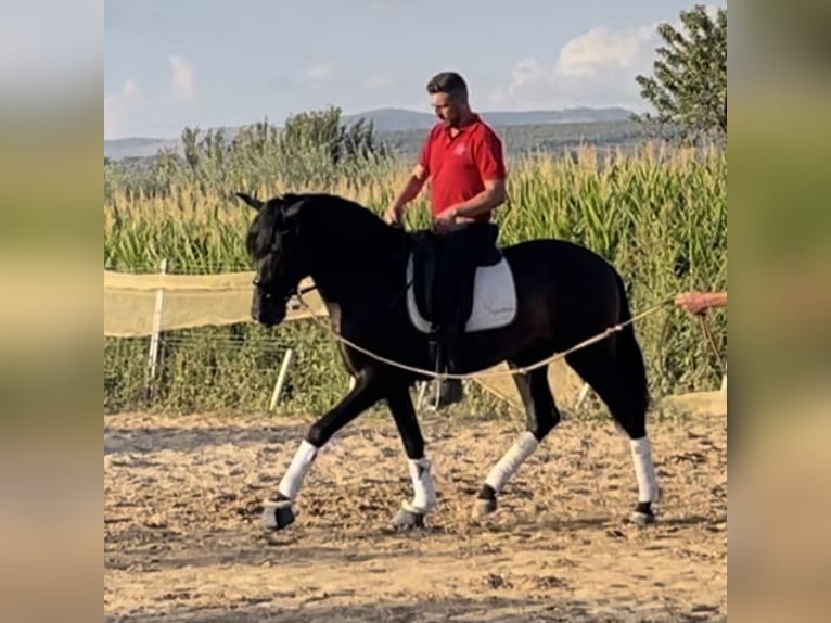 PRE Mix Hengst 3 Jaar 162 cm Zwartbruin in Bobadilla-Estación, Malaga