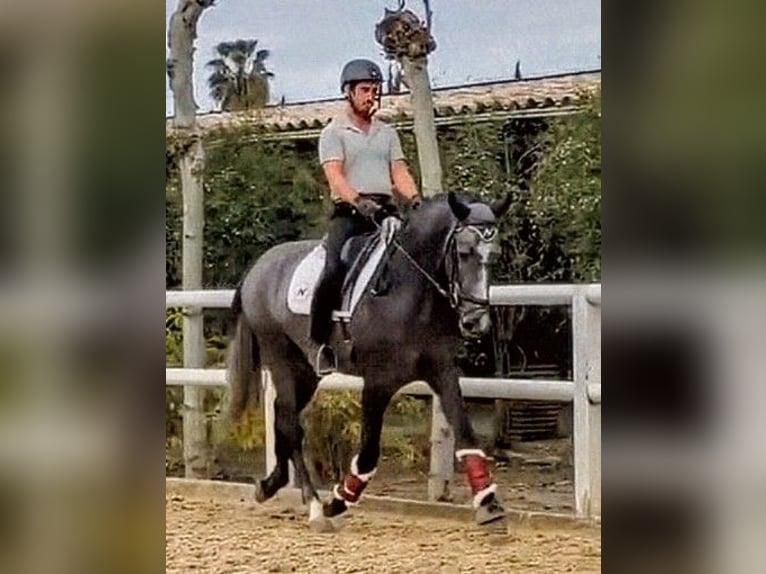 PRE Mix Hengst 3 Jaar 163 cm Appelschimmel in Sevilla