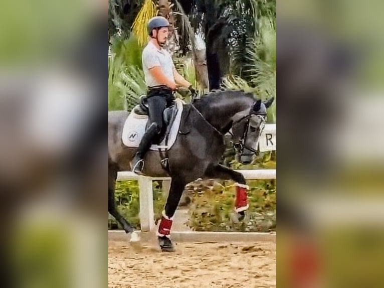 PRE Mix Hengst 3 Jaar 163 cm Appelschimmel in Sevilla