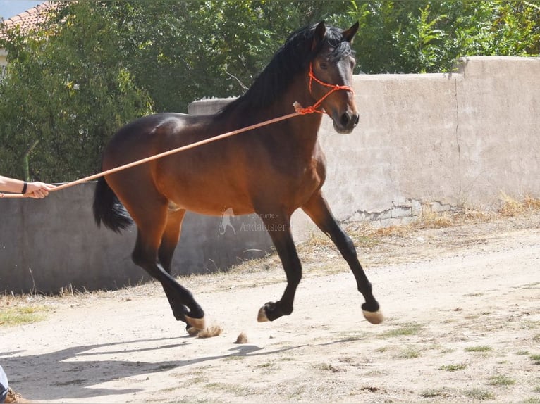 PRE Hengst 3 Jaar 163 cm  in Provinz Granada