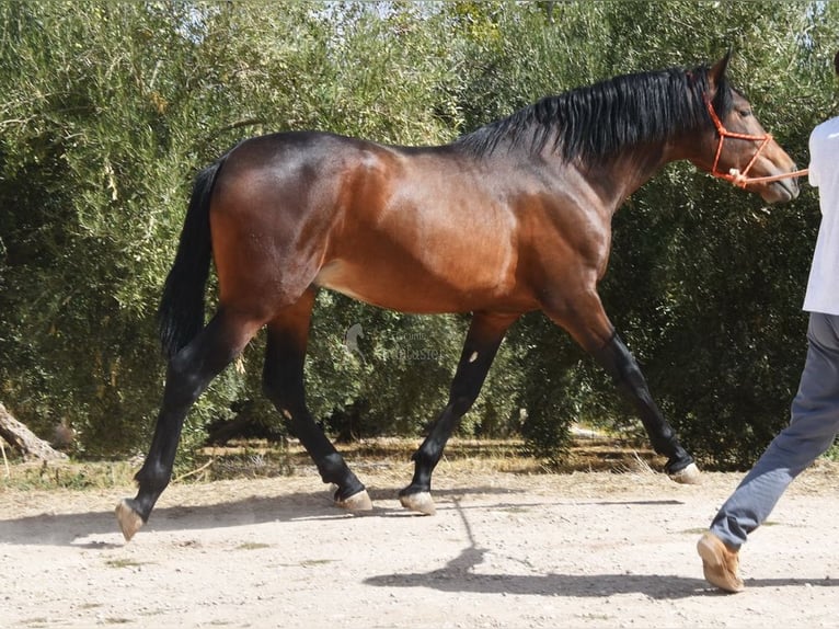 PRE Hengst 3 Jaar 163 cm  in Provinz Granada