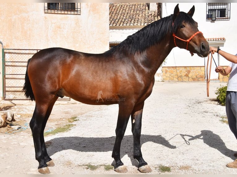 PRE Hengst 3 Jaar 163 cm  in Provinz Granada