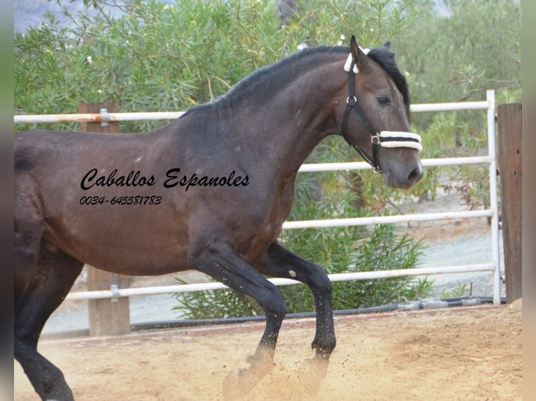 PRE Mix Hengst 3 Jaar 163 cm Brown Falb schimmel in Vejer de la Frontera