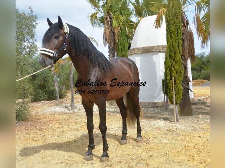 PRE Mix Hengst 3 Jaar 163 cm Brown Falb schimmel in Vejer de la Frontera