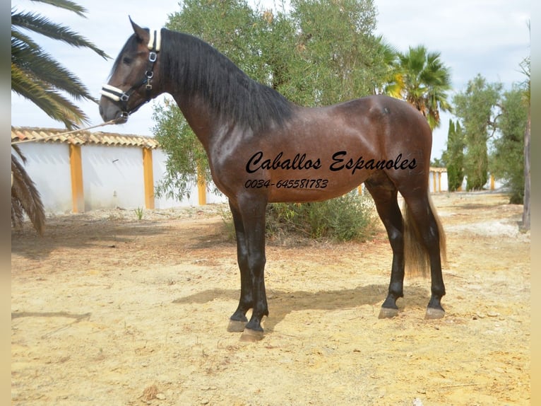 PRE Mix Hengst 3 Jaar 163 cm Brown Falb schimmel in Vejer de la Frontera