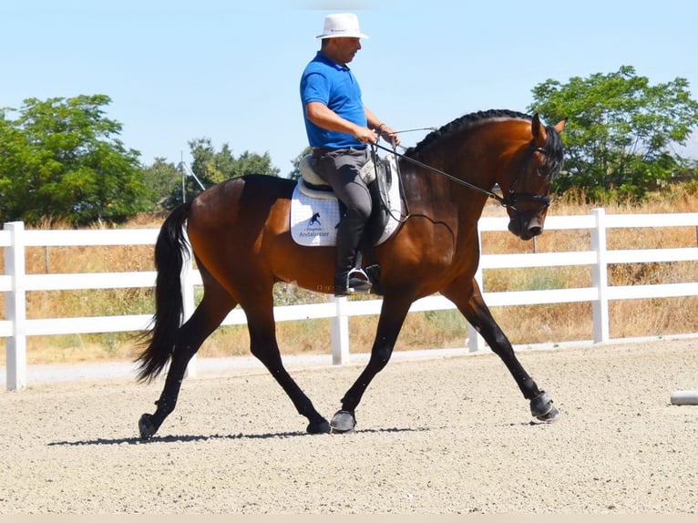 PRE Hengst 3 Jaar 163 cm Bruin in Provinz Granada