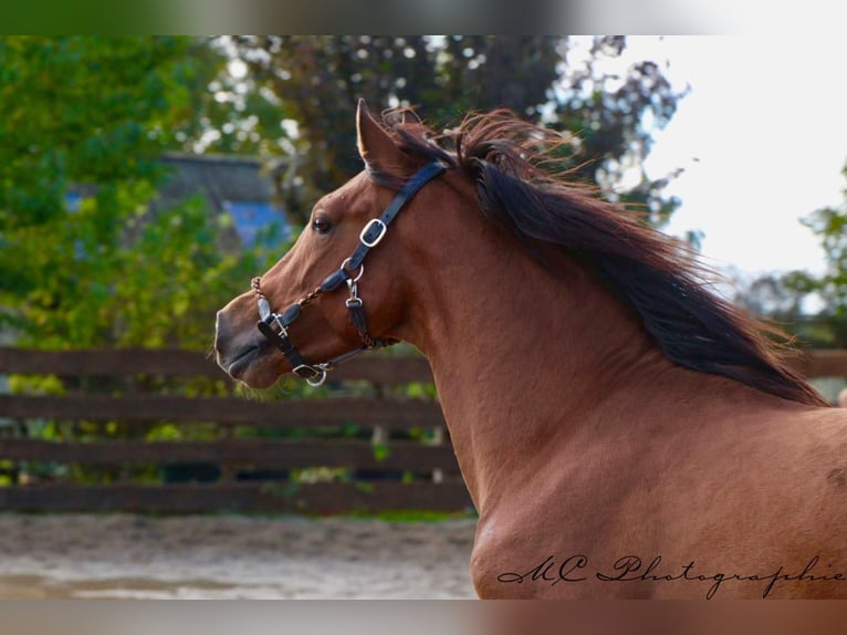 PRE Mix Hengst 3 Jaar 163 cm Bruin in Polenz