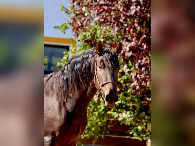 PRE Hengst 3 Jaar 163 cm Donkerbruin in Polenz