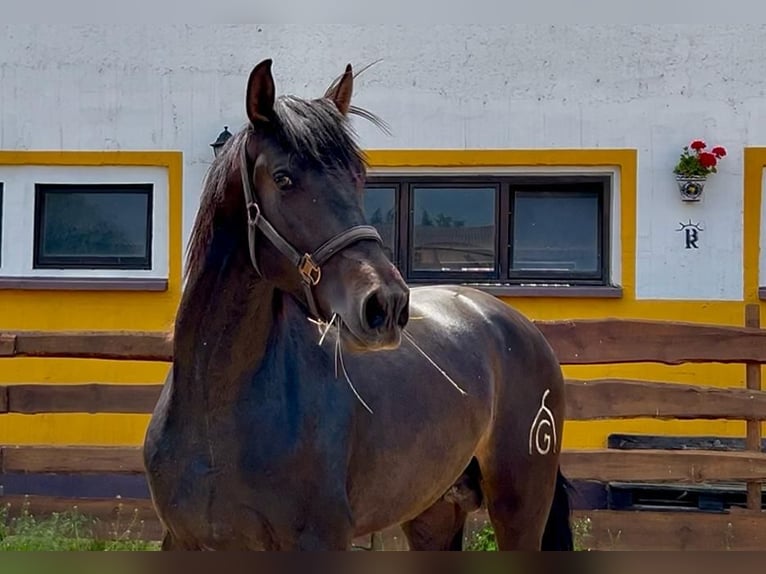 PRE Hengst 3 Jaar 163 cm Donkerbruin in Polenz