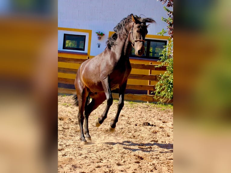 PRE Hengst 3 Jaar 163 cm Donkerbruin in Polenz