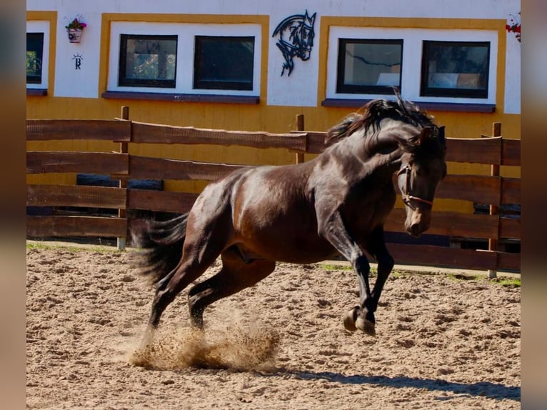 PRE Hengst 3 Jaar 163 cm Donkerbruin in Polenz