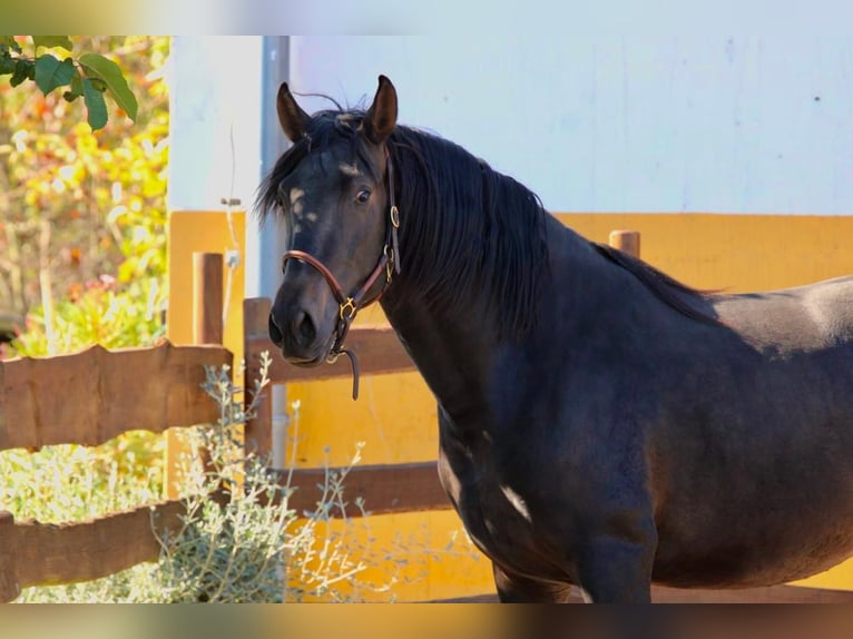 PRE Hengst 3 Jaar 163 cm Donkerbruin in Polenz