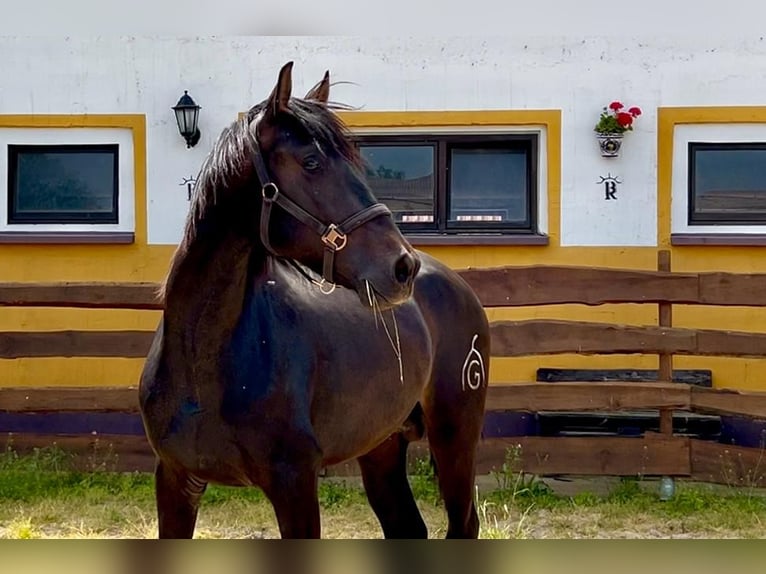 PRE Hengst 3 Jaar 163 cm Donkerbruin in Polenz