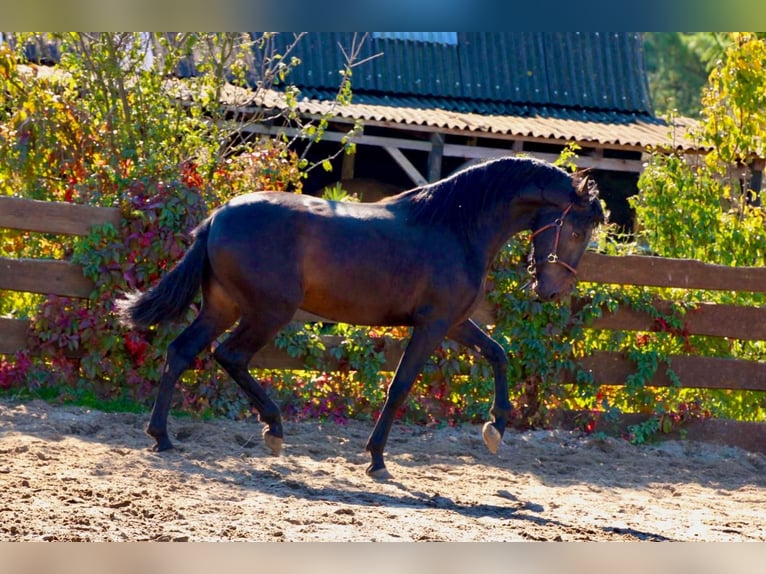 PRE Hengst 3 Jaar 163 cm Donkerbruin in Polenz