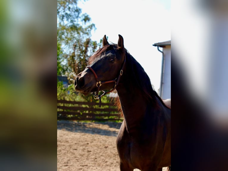 PRE Hengst 3 Jaar 163 cm Donkerbruin in Polenz