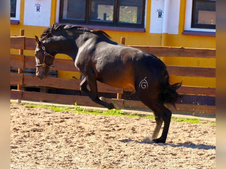 PRE Hengst 3 Jaar 163 cm Donkerbruin in Polenz