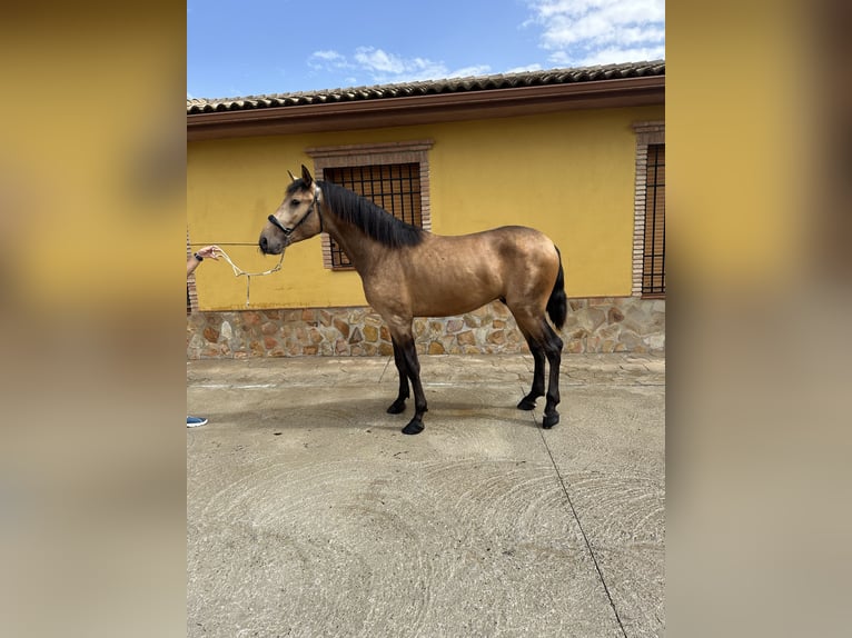 PRE Mix Hengst 3 Jaar 163 cm Falbe in Valderrubio