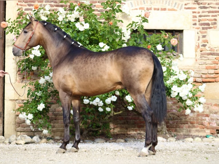 PRE Hengst 3 Jaar 163 cm Falbe in Chalon-sur-Saône