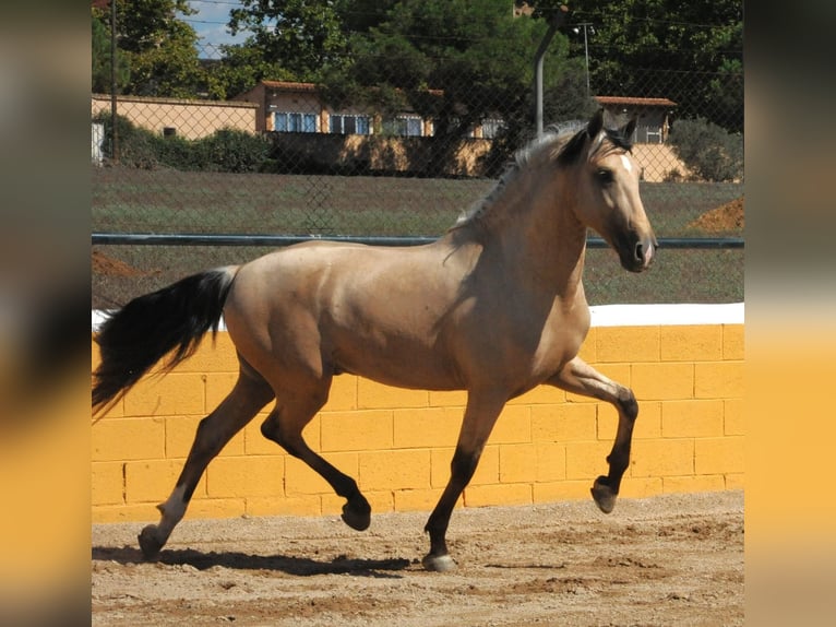 PRE Mix Hengst 3 Jaar 163 cm Falbe in Hamburg
