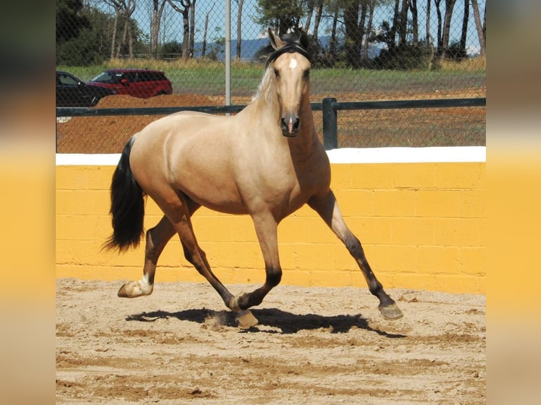 PRE Mix Hengst 3 Jaar 163 cm Falbe in Hamburg