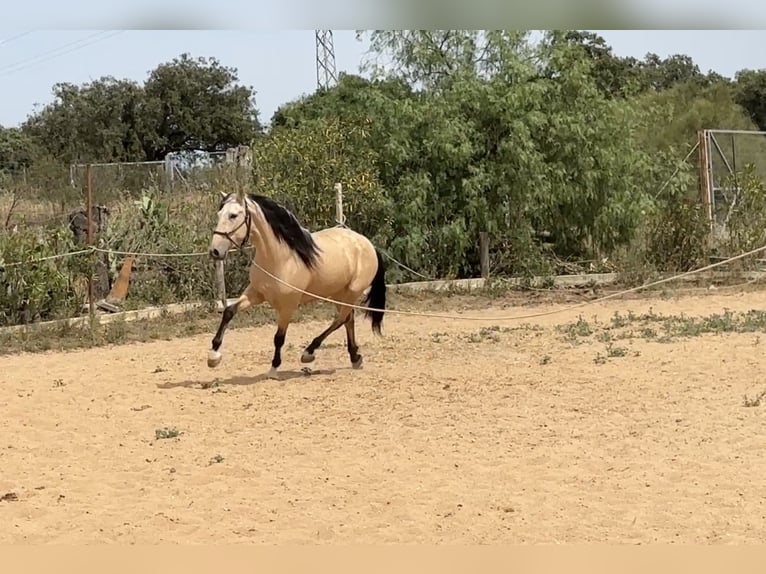 PRE Mix Hengst 3 Jaar 163 cm Falbe in Galaroza (Huelva)