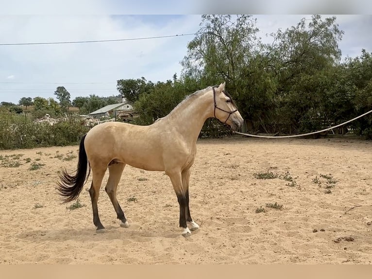 PRE Mix Hengst 3 Jaar 163 cm Falbe in Galaroza (Huelva)