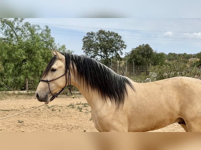 PRE Mix Hengst 3 Jaar 163 cm Falbe in Galaroza (Huelva)