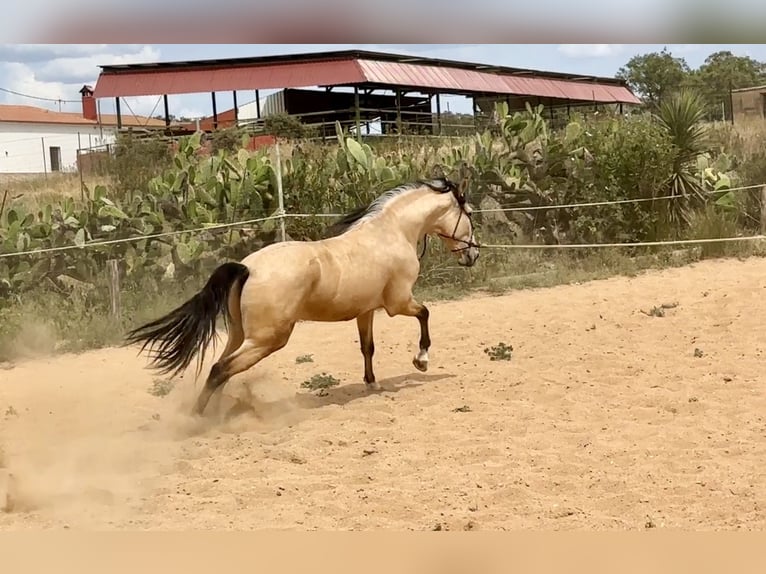 PRE Mix Hengst 3 Jaar 163 cm Falbe in Galaroza (Huelva)