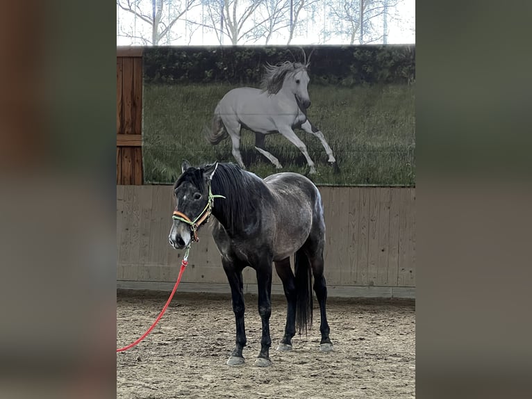 PRE Hengst 3 Jaar 163 cm kan schimmel zijn in Steinebach