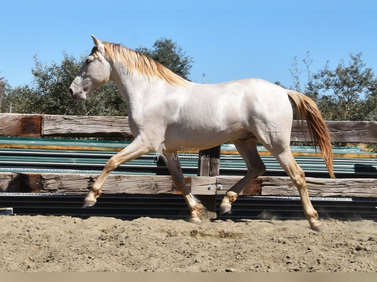 PRE Hengst 3 Jaar 163 cm Pearl in Provinz Malaga