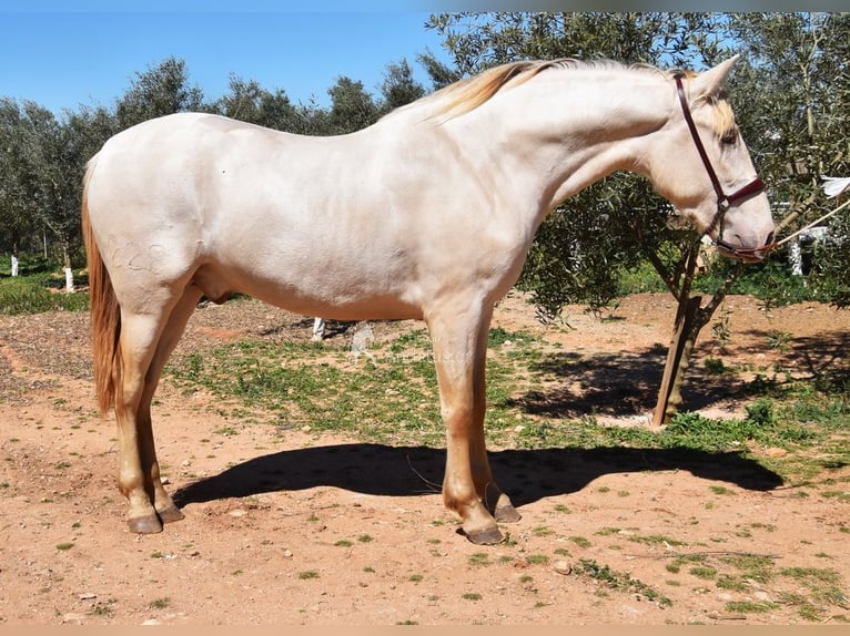 PRE Hengst 3 Jaar 163 cm Pearl in Provinz Malaga