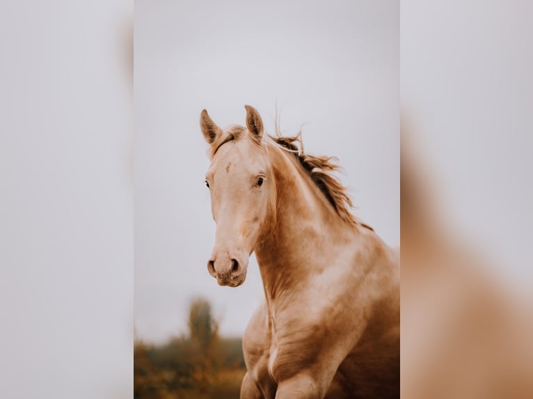 PRE Mix Hengst 3 Jaar 163 cm Pearl in Zaffelare