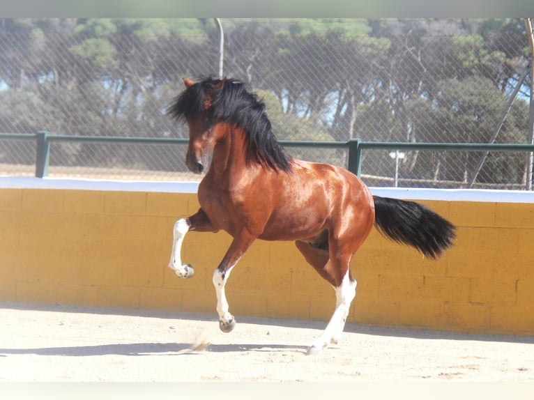 PRE Mix Hengst 3 Jaar 163 cm Roodbruin in Hamburg