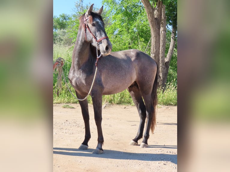 PRE Mix Hengst 3 Jaar 163 cm Schimmel in Torres De La Alameda