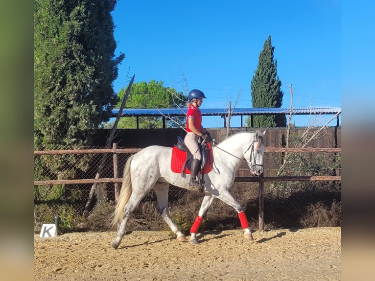 PRE Hengst 3 Jaar 163 cm Schimmel in Jerez de la Frontera