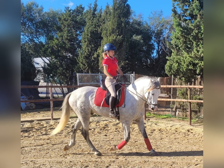 PRE Hengst 3 Jaar 163 cm Schimmel in Jerez de la Frontera