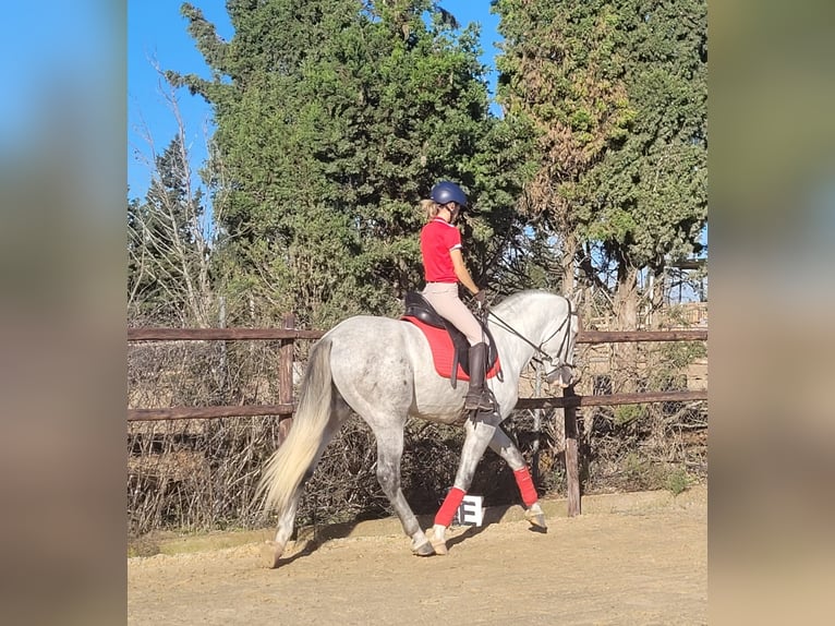 PRE Hengst 3 Jaar 163 cm Schimmel in Jerez de la Frontera