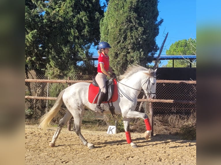 PRE Hengst 3 Jaar 163 cm Schimmel in Jerez de la Frontera