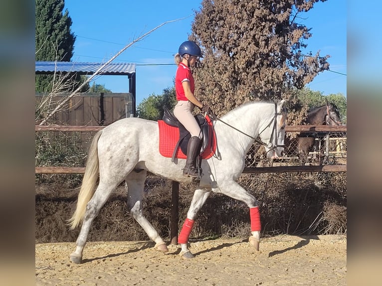 PRE Hengst 3 Jaar 163 cm Schimmel in Jerez de la Frontera