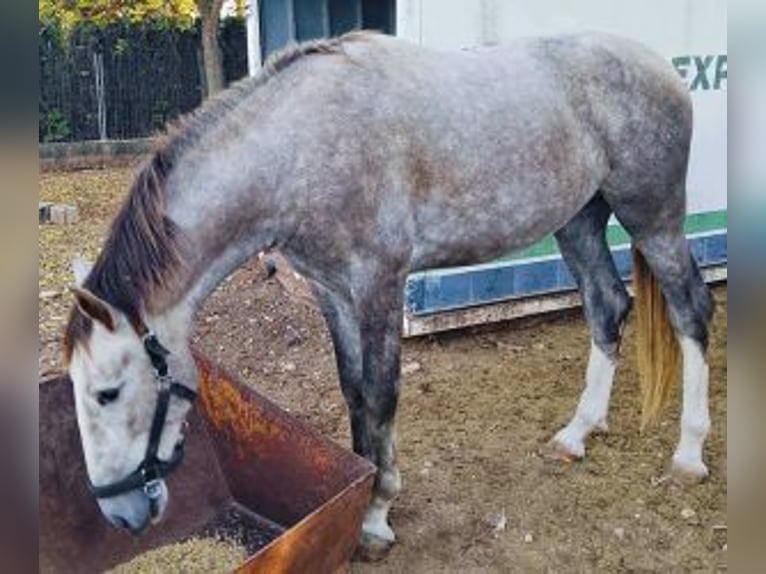 PRE Mix Hengst 3 Jaar 163 cm Schimmel in Madrid