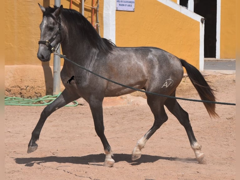 PRE Hengst 3 Jaar 163 cm Schimmel in Menorca